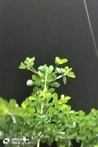 The video shows a green leafy plant against a dark background, presumably at night. The leaves are small and rounded. The plant has several stems and branches. The video is labeled as taken with an OPPO Reno8, and includes a timestamp of 2026.05.28 02:07. There are no people visible. There is background ambient audio.