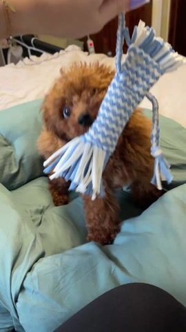 A small, reddish-brown, furry dog is on a bed with light green bedding. A blue and white rope toy is held near the dog, which is trying to grab it. The dog moves around on the bed as the person holding the toy waves it around. The bedroom contains a wooden dresser and a dog crate.