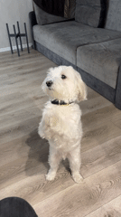 Small dog performs trick indoors in Lymanka, Ukraine