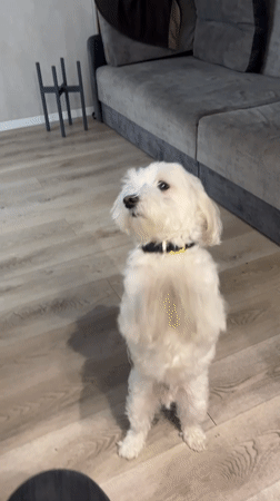 Small dog performs trick indoors in Lymanka, Ukraine