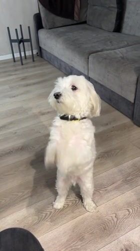 Small dog performs trick indoors in Lymanka, Ukraine