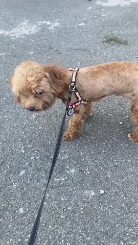 A small, light brown dog with a shaggy coat is standing on a paved surface. The dog is wearing a colorful harness and a black leash is attached to it. The leash extends out of frame to the left. The dog's head is turned to the left and it appears to be looking down. In some frames, the dog's tongue is visible. The ground is a rough, grey asphalt or concrete surface with some small debris. The lighting suggests it is daytime. The camera is positioned slightly above and to the side of the dog, capturing a medium shot.