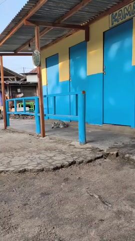 A gray and white dog is lying down in front of a building with blue doors and yellow accents. The building has a corrugated metal roof supported by wooden beams. A blue railing is in front of the dog. The ground is a mixture of dirt and cracked concrete.