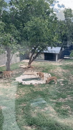 Lions and a peacock at a Chișinău zoo on a summer morning