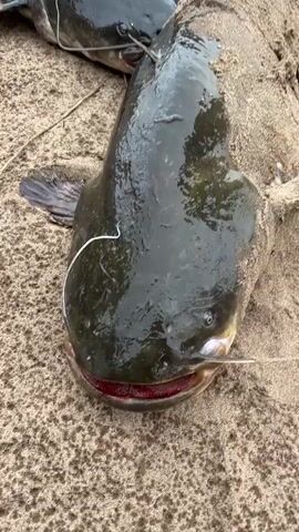 The video shows two large catfish lying on a sandy bank. One catfish, in the foreground, is dark green and wet, with its mouth slightly open, revealing red gums. Its barbels are visible, and a fishing line is threaded through its mouth. Another catfish, darker and appearing wet, is positioned behind and to the left of the first. It also has visible barbels and a fishing line. The sand is coarse and light brown, with some debris scattered on it. The camera angle is a close-up, focusing on the heads and upper bodies of the fish. The lighting suggests an overcast day or shade. The audio contains muffled speech and the sound of water.