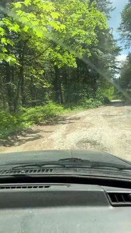A first-person perspective video shows a vehicle driving on a dirt road through a dense forest. The road is uneven and appears to be in disrepair, with visible rocks and potholes. Sunlight filters through the thick canopy of trees, casting dappled shadows on the road and surrounding vegetation. The trees are predominantly tall and green, with lush undergrowth visible on the sides of the road. The sky is partially visible through the leaves, appearing bright and sunny. The interior of the vehicle, including the dashboard and windshield, is visible in the foreground, suggesting the video is captured from the driver's seat. The vehicle is moving forward, indicating an ongoing journey through the wooded area.
