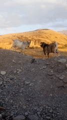 Goats headbutt on a rocky Kyrgyz hillside