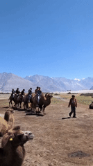 Bactrian camels at rest and on the move in Hundar, Ladakh