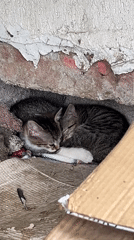 Cats spotted resting and being petted in Sofia