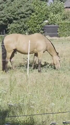 A light brown horse with a black mane and tail grazes in a grassy field. The horse is positioned on the left side of the frame, facing to the right and its head is lowered as it eats grass. A thin wire fence runs horizontally across the middle of the frame, obscuring part of the horse's legs. Behind the horse, trees and bushes form a green backdrop. A dark, rectangular object, possibly a bin, is visible in the background to the right. The ground is covered in dry grass and some smaller white flowers. The lighting suggests a bright, sunny day.