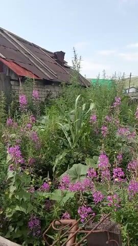 This is a close-up, low-angle video recording of an overgrown yard with a dilapidated structure. The structure appears to be a small, older house with a corrugated metal roof that is in disrepair. The walls are made of brick and wood. The yard is filled with tall, wild plants, including several stalks of purple fireweed. The sky is cloudy and bright, suggesting daytime. The video pans slowly from left to right, capturing the dense foliage and the aged building. There are no people or animals visible in the recording.