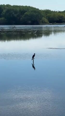 This video shows a serene natural landscape featuring a body of water, likely a lagoon or estuary, given the presence of mangrove-like vegetation in the background. The time of day appears to be morning or late afternoon, indicated by the soft, diffused light and the clear, calm water reflecting the sky. The weather seems pleasant and still, with no visible wind disturbing the water's surface.

The primary subject is a dark-colored bird, possibly a cormorant or similar water bird, perched on a single vertical post in the middle of the water. The bird is silhouetted against the bright sky and its reflection is clearly visible on the water's surface, creating a striking symmetrical image. In the distance, across the water, a much larger, pale-colored bird, likely a heron or egret, is standing near the shoreline. The background is filled with lush green trees and vegetation, suggesting a coastal or wetland environment. The water itself is a deep, calm blue, with subtle ripples and reflections adding texture and depth to the scene.

The overall mood is peaceful and tranquil. The stillness of the water, the solitary bird, and the expansive natural setting evoke a sense of quiet observation and the beauty of untouched nature. The location context of Pottuvil, Sri Lanka, known for its coastal lagoons and wildlife, further supports this interpretation of a natural wetland habitat. There is no visible text within the media file.