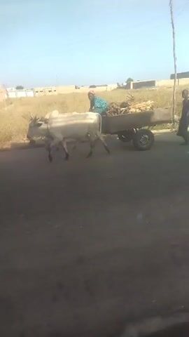 The video shows a street scene on a sunny day with two white oxen pulling a cart loaded with what appears to be firewood. A person wearing a blue shirt and a red cap is sitting on top of the firewood in the cart. Walking alongside the cart is another person dressed in a dark, long-sleeved garment. The street is paved, but appears old and a little worn. On either side of the street is sparse vegetation.  Buildings, some with walls around them, can be seen in the background.