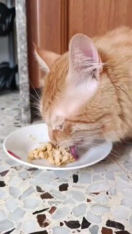 The video shows a close-up of an orange tabby cat eating from a white plate on a patterned floor. The cat is focused on its food, with its tongue visible as it licks the meal. The background is blurred, but appears to be indoors with wooden cabinetry and some vertical blinds. The lighting suggests it could be daytime. There is no visible text in the video. The scene is domestic and appears peaceful, with the cat enjoying its food.