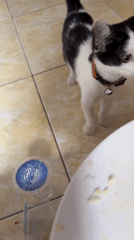 Collared kitten feeds and plays in Gadingrejo home