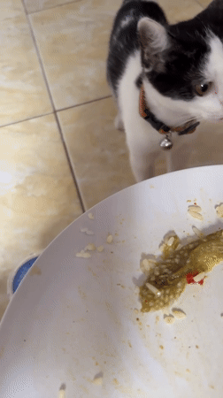 Collared kitten feeds and plays in Gadingrejo home
