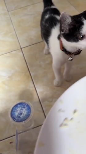 Collared kitten feeds and plays in Gadingrejo home
