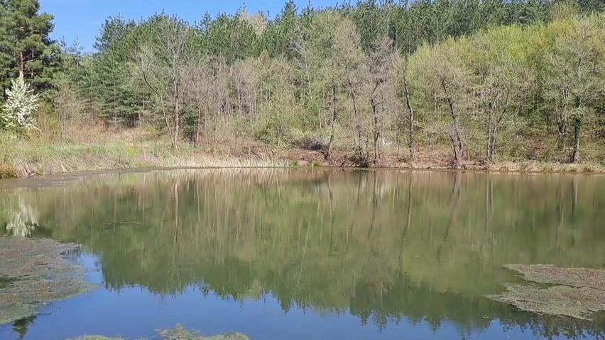 The video shows a small pond surrounded by trees and vegetation. The water is still, reflecting the trees and sky. There is some algae or other plant growth visible in the water. The sky is blue and the weather is sunny.