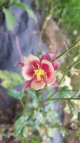 A close-up, top-down shot focuses on a single red and yellow columbine flower in bloom. The flower is centered in the frame, with its petals unfurled. The background is blurred, showing hints of green grass and soil. The lighting suggests it is daytime.