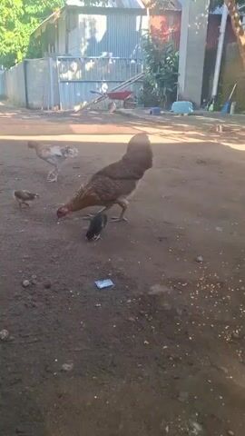 A rooster and several chicks are in a dirt yard. The rooster is brown and black. The chicks are small and dark. There is another chicken standing in the background. In the background there is a building with a corrugated metal roof and a fence. There is also some green foliage visible. The ground is dirt and there are some small pebbles and seeds scattered around. The scene appears to be outdoors in daylight. The rooster is bending down and appears to be eating something from the ground. One of the chicks is also eating from the ground.