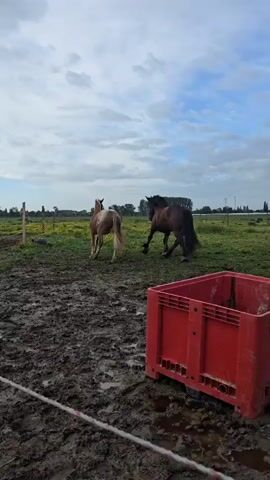 The video shows two horses in a muddy field. One horse is light brown with white spots on its hindquarters, and the other is dark brown or black. They appear to be interacting, nuzzling and moving around each other. The field is mostly muddy with patches of grass and some yellow wildflowers. A red plastic crate sits in the foreground, and a wire fence surrounds the field. The sky is overcast with a mix of clouds and patches of blue. In the distance, there are trees and possibly some buildings.