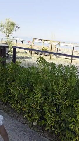 A camera pans slowly from right to left across a beach scene on a clear, sunny day. In the immediate foreground, green bushes partially obscure a wire mesh fence with wooden posts. Behind the fence, a sandy area reveals numerous empty beach loungers or daybeds, mostly white, arranged in rows. Several large, wooden-framed shade structures, resembling pergolas or gazebos, are scattered across the sand. Small palm trees and a single light blue table are also visible in this midground area. Further in the background, the calm, blue ocean meets the horizon under a clear sky. A stack of wooden pallets or folded loungers and a small tree are seen on the left side of the fence as the camera continues its pan. Distant, indistinct speech is audible.