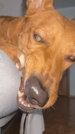Pets, trinkets, and home life in a Saint Petersburg apartment