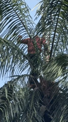 Traditional celebration with music and palm tree work in Eziama