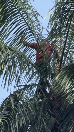 Traditional celebration with music and palm tree work in Eziama