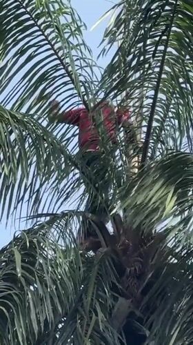 Traditional celebration with music and palm tree work in Eziama