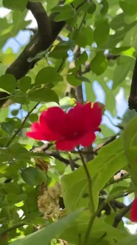 The video shows a close-up view of two red roses surrounded by green leaves and tree branches. The camera focuses on the roses, with the background blurred. The lighting suggests it is daytime, possibly outdoors in a garden. The overall mood is natural and serene.