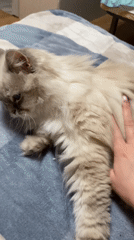 Woman pets fluffy cat on plaid bed