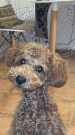 Toy poodle puppy plays indoors in Sutomore, Montenegro