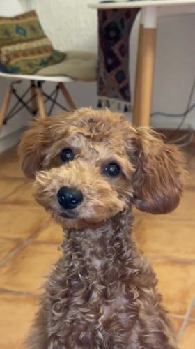 Toy poodle puppy plays indoors in Sutomore, Montenegro