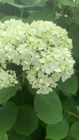 This is a close-up video of a cluster of white hydrangeas with green leaves. The flowers are in full bloom and appear to be in a garden setting. The lighting suggests it might be daytime, but the weather is not discernible. There are no people or objects other than the plants visible in the frame. The overall mood is serene and natural. No text is present in the video.