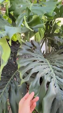 The video begins with a close-up of a large, leafy green plant, possibly a Monstera Deliciosa. The camera then pans slightly to the right, revealing a human hand reaching towards the plant's leaves. The hand is partially obscured by the foliage. As the camera continues to move, it focuses on the base of the plant, showing its thick stems and roots. The environment appears to be outdoors, with dappled sunlight filtering through the leaves, suggesting it's daytime. The background is blurred, but hints of other greenery and a light-colored wall are visible. The video ends with a close-up on the plant's stems and lower leaves.