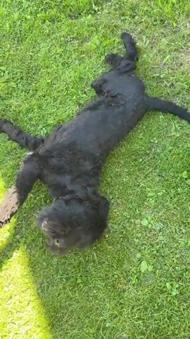 A black dog with curly fur rolls on its back in the grass. The dog then gets up and shakes its head. The camera then pans up to the dog's face. The dog is looking directly at the camera and appears to be smiling, with its teeth showing. The grass is green and appears to be well-maintained. There is a shadow cast on the grass from the left side of the frame.