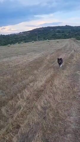 The video begins with a wide shot of a dog running through a field of dry grass. Several hay bales are scattered across the field. In the background, rolling hills are visible under a cloudy sky. The camera pans and zooms in on the dog as it approaches the viewer, panting with its tongue out. It then continues running and disappears out of frame. The camera continues to pan across the field, focusing on the hay bales and the landscape. The sky is a mix of blue and gray clouds, with hints of pink and orange suggesting the sun is setting or rising. The overall scene is rural and peaceful.