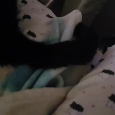 The video shows a black cat's tail moving on a bed with a patterned blanket. The tail is thick and furry. The blanket is white with black cat silhouettes and small pink hearts. There is also a light blue cloth or blanket underneath. The lighting is dim. The camera angle is from above, focused on the tail.