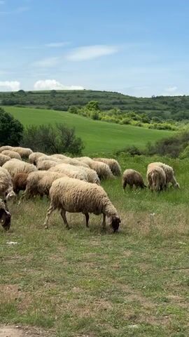 The video shows a flock of sheep grazing in a green meadow. The sheep are light brown and white with dark faces. The meadow is surrounded by rolling green hills, dotted with trees and bushes. The sky is blue with a few scattered clouds. The sheep are all facing downwards, munching on the grass. Some of the sheep are bunched together, while others are more spread out. The overall scene is peaceful and pastoral.
