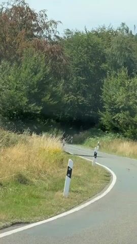 The video shows a view from a vehicle driving along a paved road that curves to the left. The road is lined with white and black markers on the right side. On the left side of the road, there is tall, dry grass and some yellow wildflowers. Beyond the grass and wildflowers, there are trees with green and some brown leaves. The trees form a dense forest. The road surface appears worn and has some dark stains. The sky is visible in the upper part of the frame and appears clear.