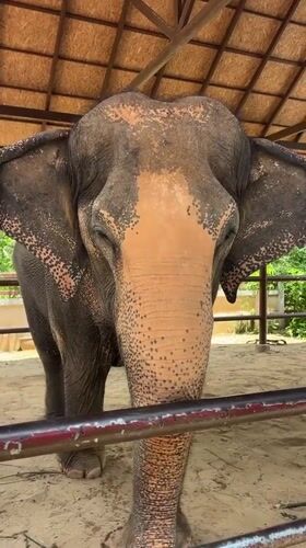 Feeding elephants at a Ko Samui sanctuary