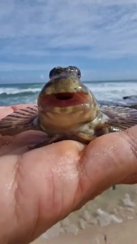 A close-up shot captures a small, dark-colored fish with wide-set eyes and an open mouth being held in a person's hand. The fish is positioned on the palm, with its fins spread out. In the background, the ocean stretches out under a partly cloudy sky. Gentle waves are seen breaking on a rocky shore, and the wet sand of a beach is visible in the foreground. The image appears to have been taken during daylight hours, likely in the morning or afternoon given the lighting. The overall mood is one of gentle exploration and connection with nature. The location is identified as Midigama, Sri Lanka. There is no visible text in the media.