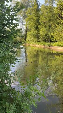 A duck and its ducklings swim in a canal lined with trees. The water reflects the surrounding foliage, creating a greenish hue. The scene appears tranquil, with the ducks moving at a leisurely pace.