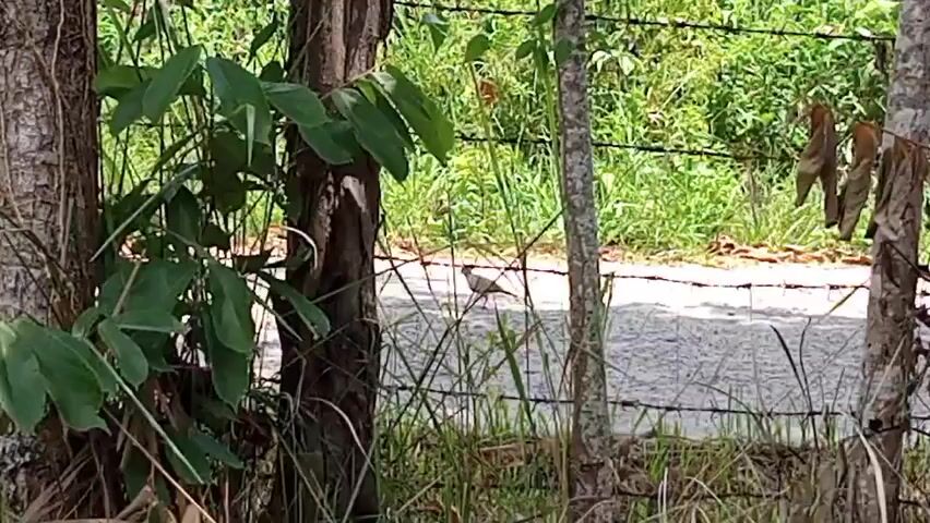 The video shows a bird, likely a small ground-dwelling species, walking on a paved road. The bird is seen through a gap in vegetation and between two tree trunks, with a barbed wire fence partially obscuring the view. The background features lush green vegetation. The overall setting appears to be a roadside or edge of a wooded area.
