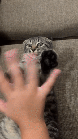 Tabby kitten enjoys belly rubs on a Tbilisi couch
