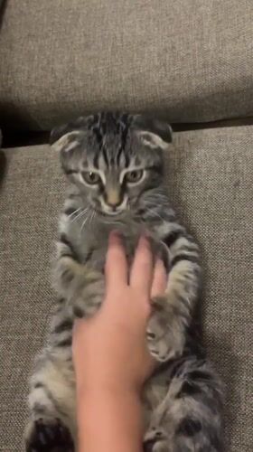 Tabby kitten enjoys belly rubs on a Tbilisi couch