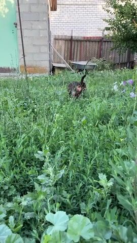 A small brown dog runs through tall green grass in a yard. A brick building with a light green door is visible on the left. A wooden fence and a wheelbarrow are in the background. The dog stops and looks at the camera. The dog then runs out of frame.