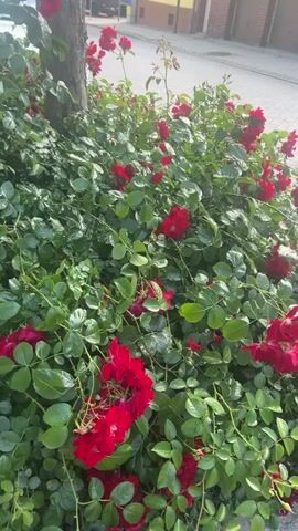 This media file shows a close-up view of a dense rose bush with many bright red roses and vibrant green leaves. The roses are in full bloom, with some clusters showing multiple flowers. The bush is growing around the base of a tree trunk, which is visible on the left side of the frame. In the background, a paved area and a building with light-colored walls and a darker roof can be seen, suggesting an outdoor urban or suburban setting. The lighting indicates it is daytime, likely morning or late afternoon, given the soft sunlight filtering through the leaves and the shadows. The scene is peaceful and natural, focusing on the beauty of the blooming roses. There is no visible text in the media file. The location context is Schöningen, Germany.