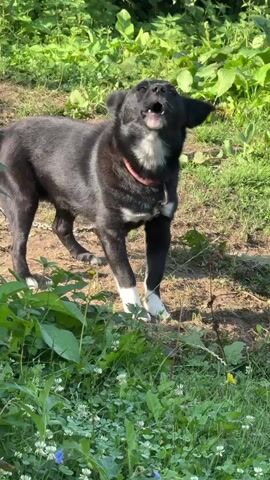 A black and white dog with a red collar stands on dirt and grass. The dog barks and howls at the sky. Green plants and trees surround the dog. The sun shines on the dog.